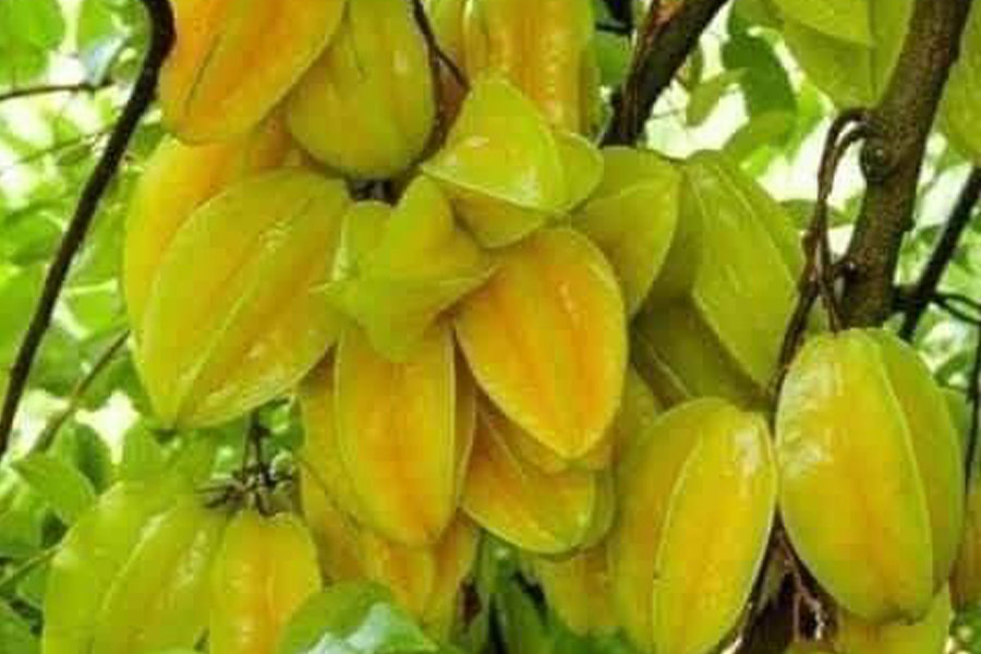 Star fruits