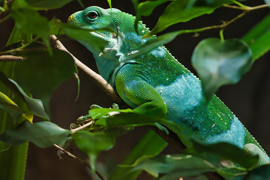 Leguaan hagedis dier reptiel