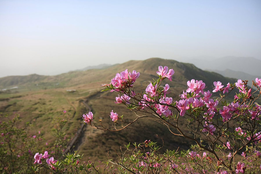 Hong emeishan azalea and nature