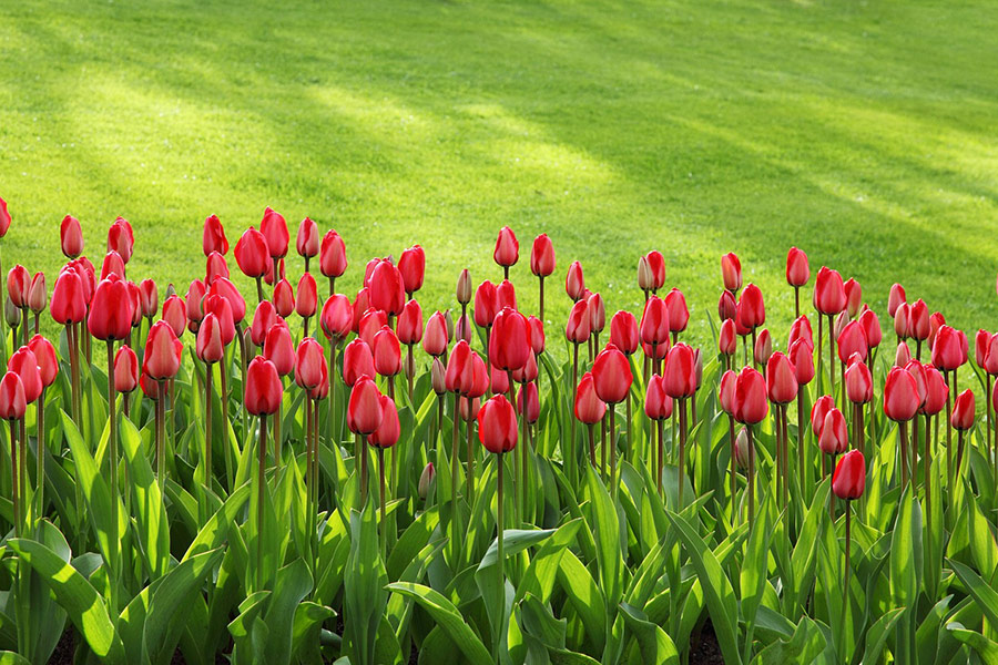 Tulipes fleurs tulipes