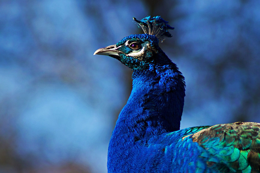Pájaro pavo real hermosos colores