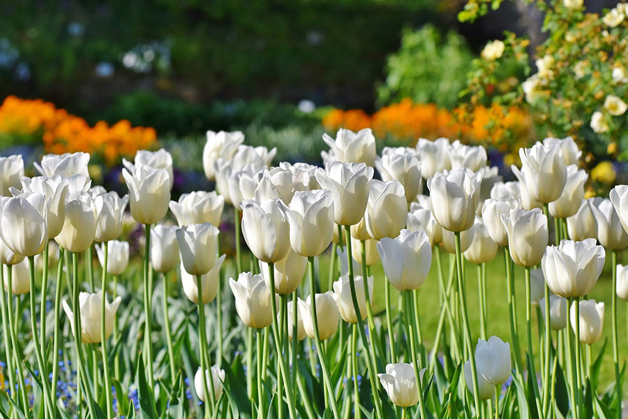 Champ de tulipes blanches en fleurs de tulipes