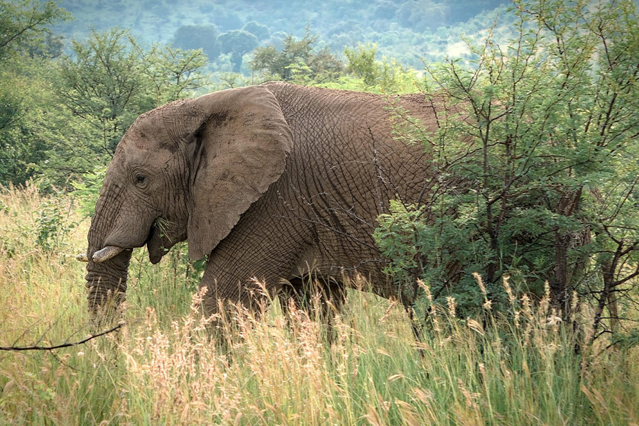 Olifantdier in de natuur