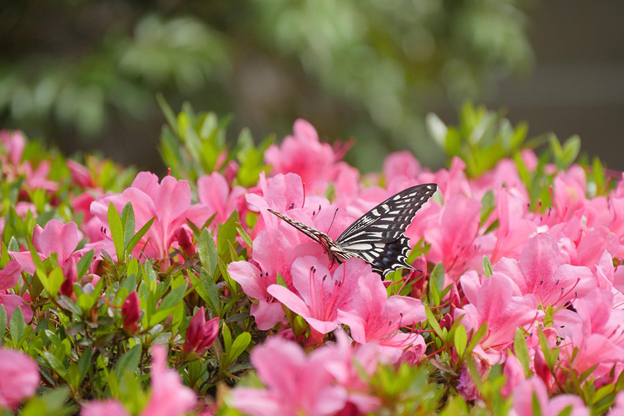 Insecte papillon pollinisateur 1