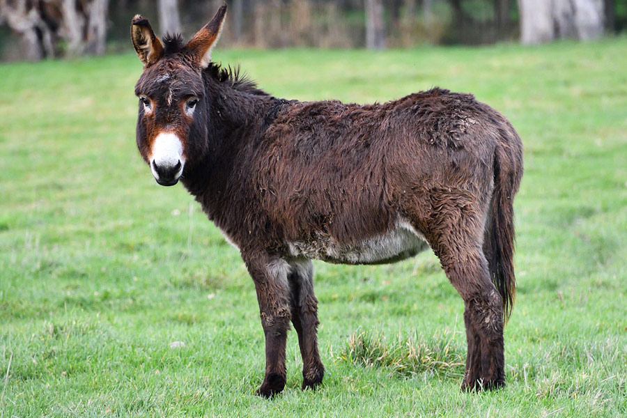 Burro de color marrón oscuro