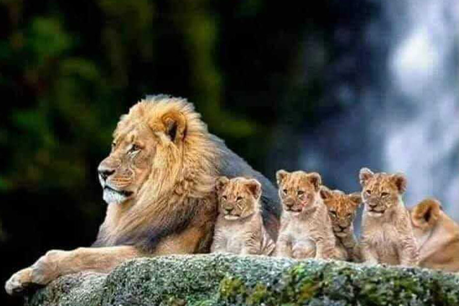 Hermosa foto de madre y cachorros.