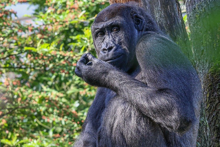 Zittende gorilla kijkt