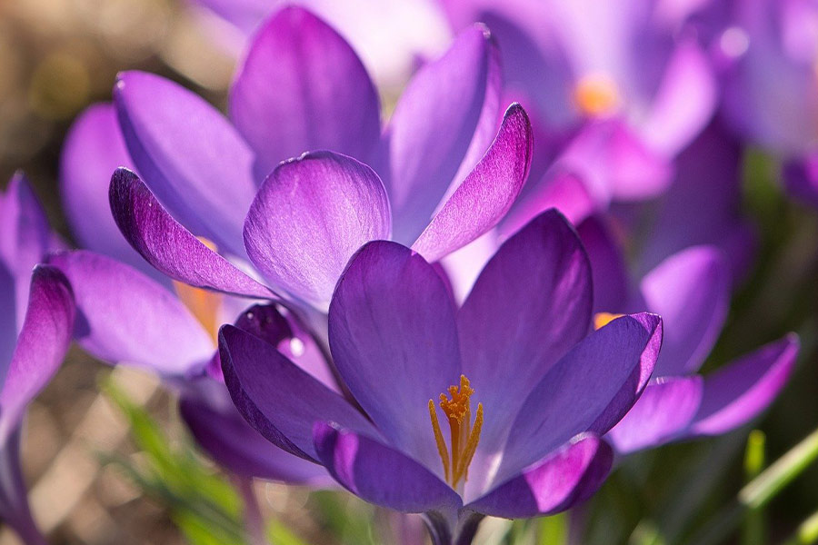 Fleurs de crocus de couleur violette