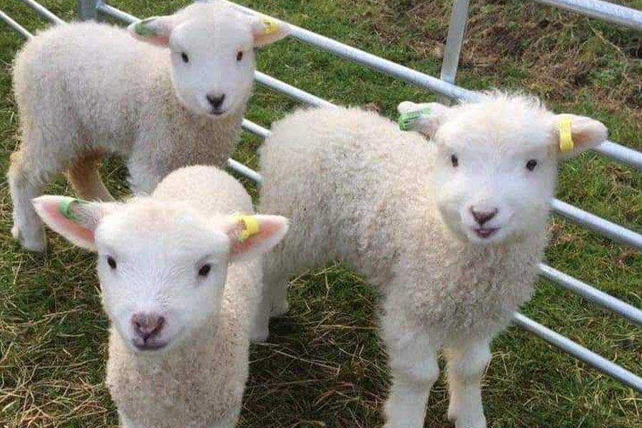 Drie kleine schaapjes in kooi