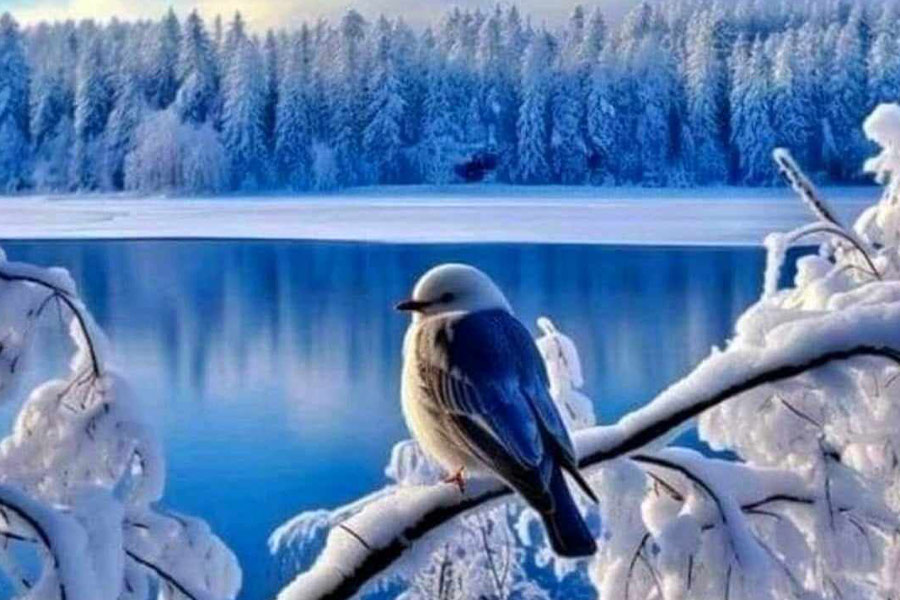 Pájaro congelado en una rama nevada de invierno