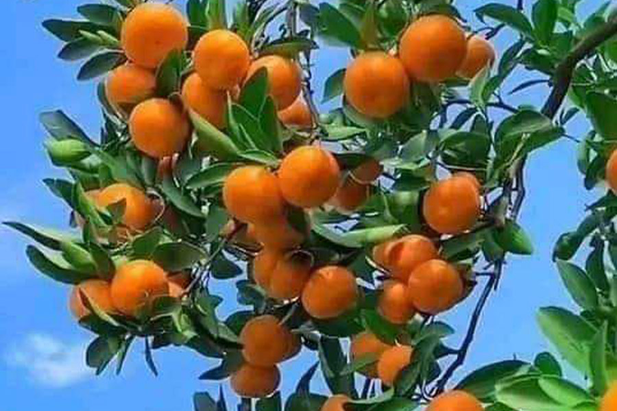 Branches tangerine fruits tree