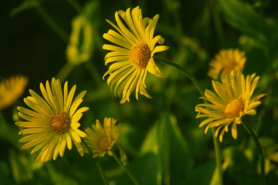 Belles fleurs jaunes de camomille