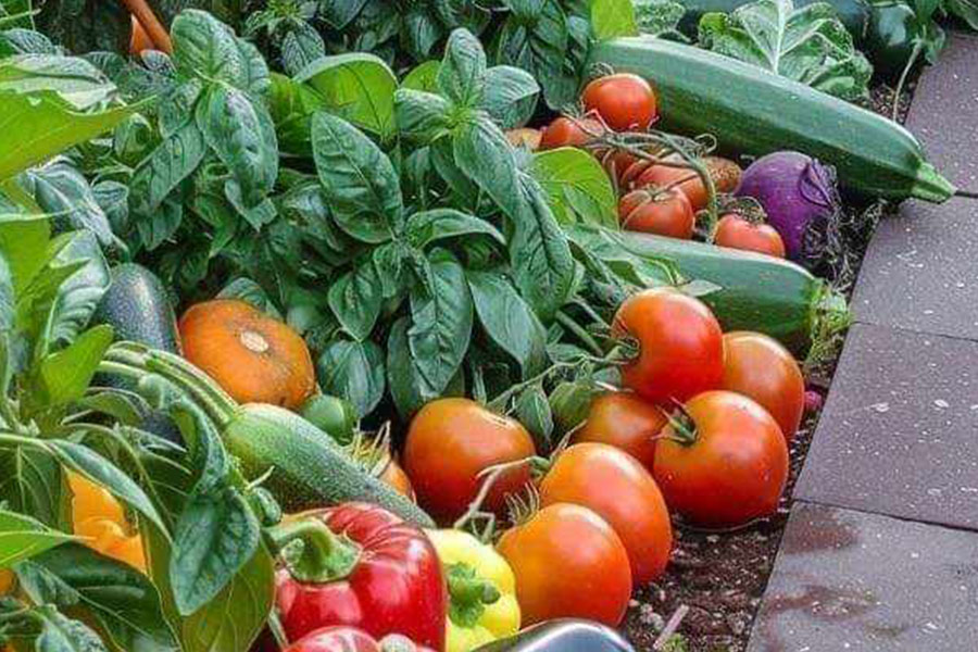 Vegetables gardening results