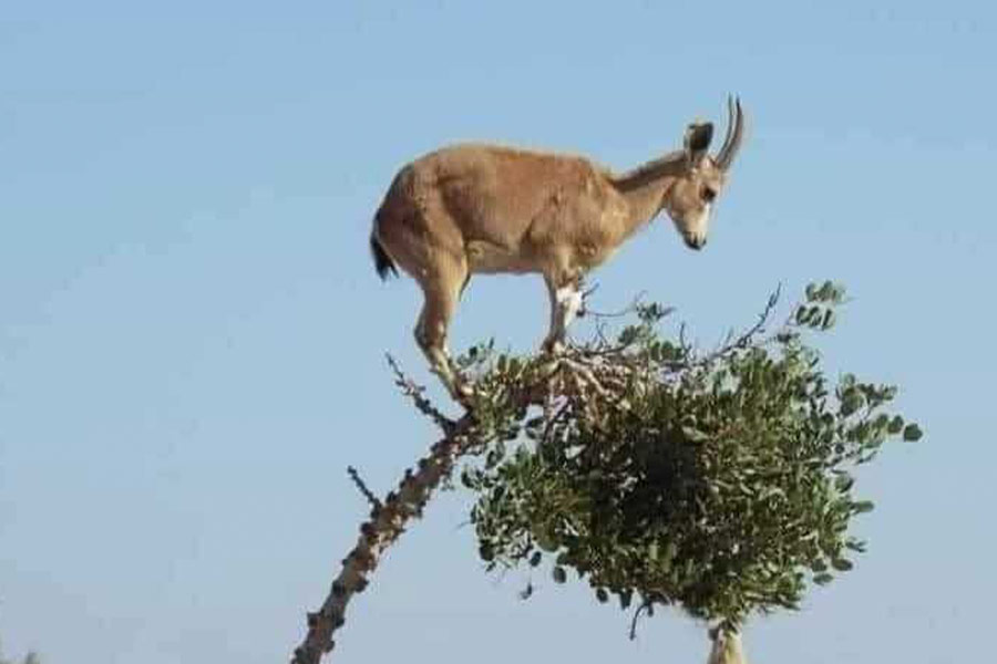 Una especie de antílope de cabra doméstica