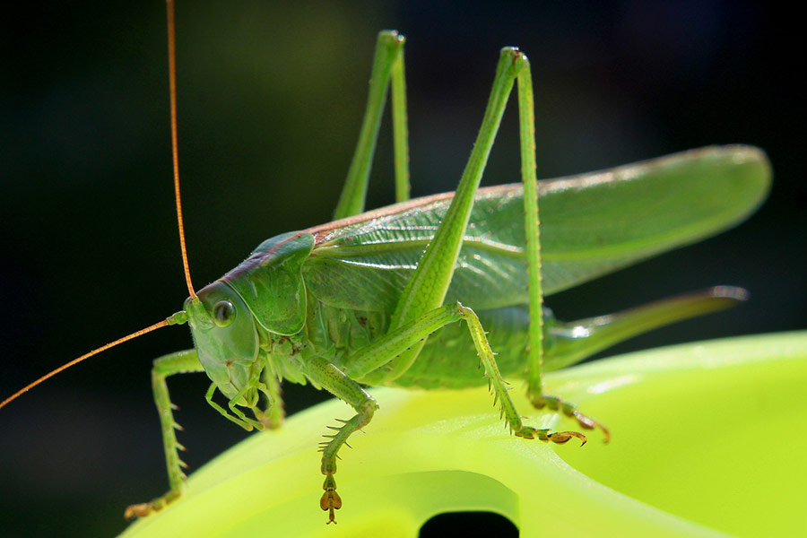 Green cricket grasshopper insect