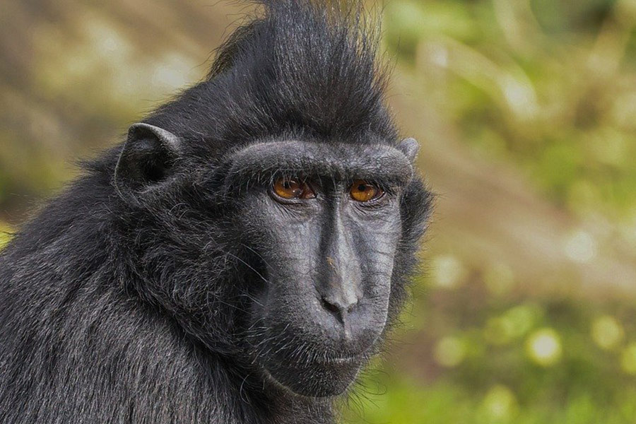 Macaco negro crestado de Sulawesi