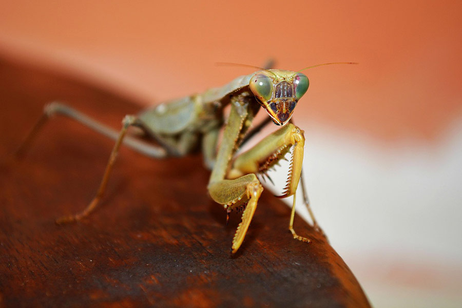 Cricket grasshopper insect