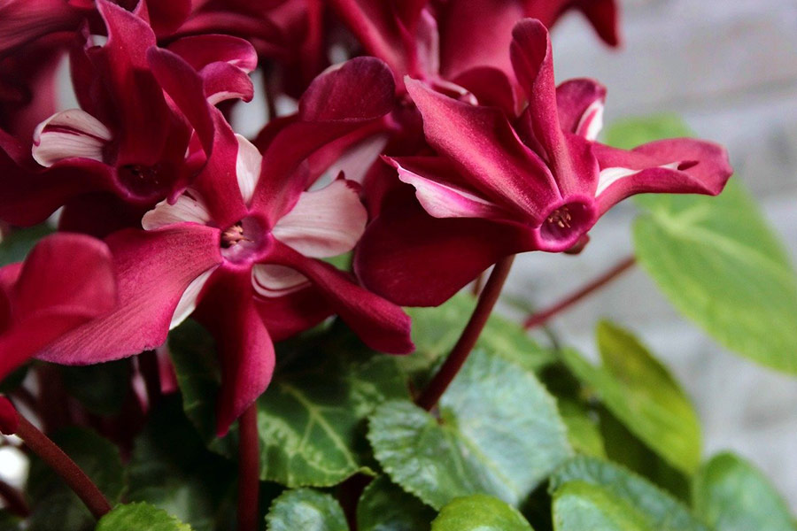 Plante à fleurs de cyclamen