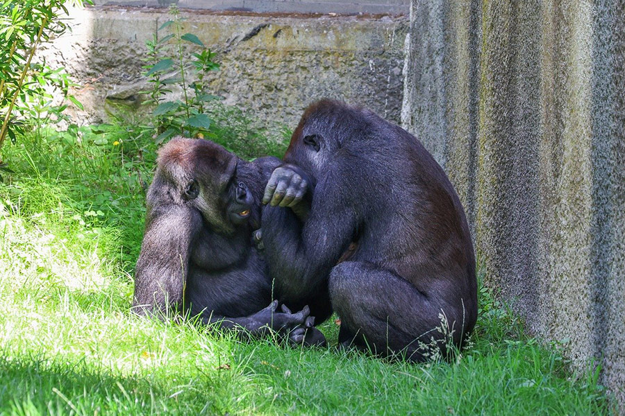 Zoete band twee gorilla's