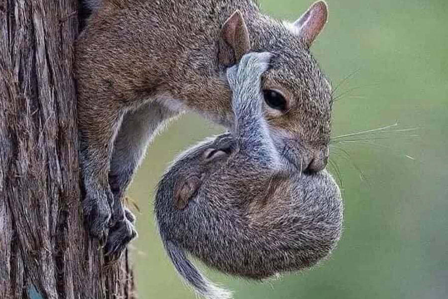 Mamá ardilla bebé gris oriental