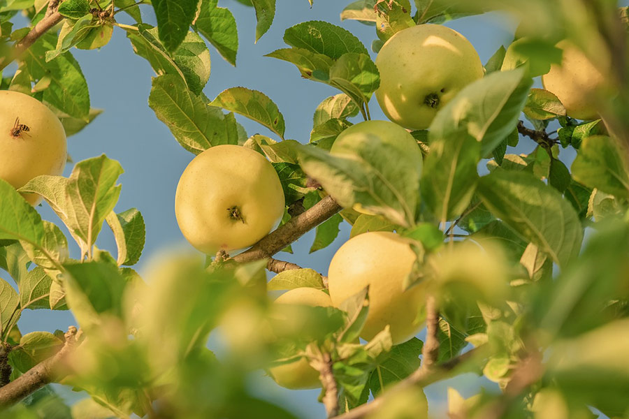 Apple tree fruits