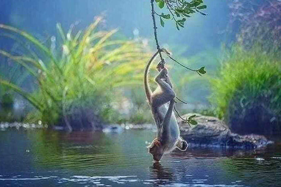 La pereza o la forma inteligente de beber del mono