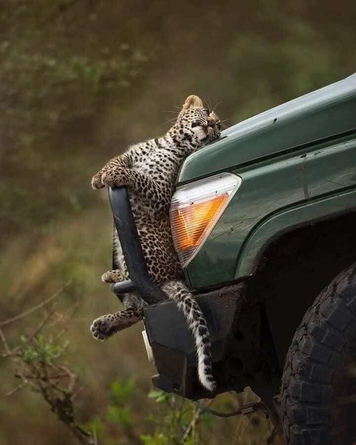 Cría de leopardo en la parte delantera del coche