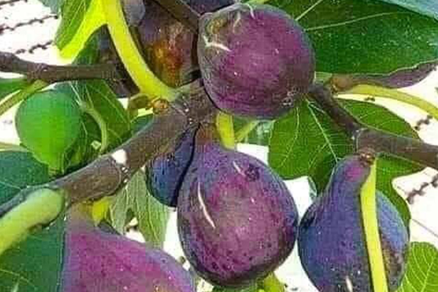 Mission fig fruits