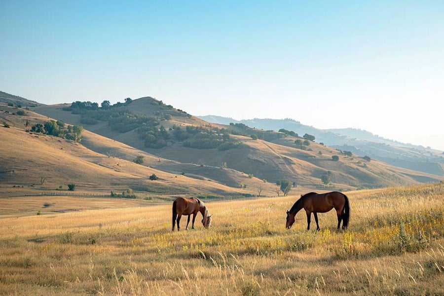Une paire de chevaux paissant paisiblement dans une prairie ensoleillée
