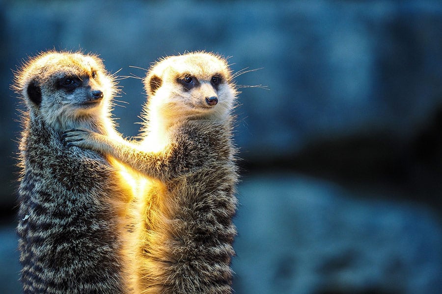 Dos animales suricatos de pie