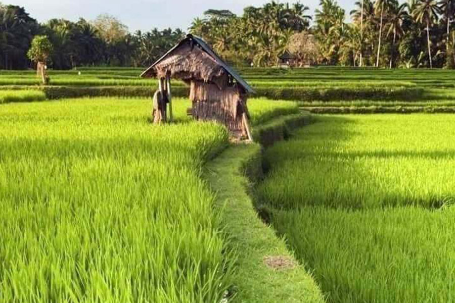 Rice field farm asia