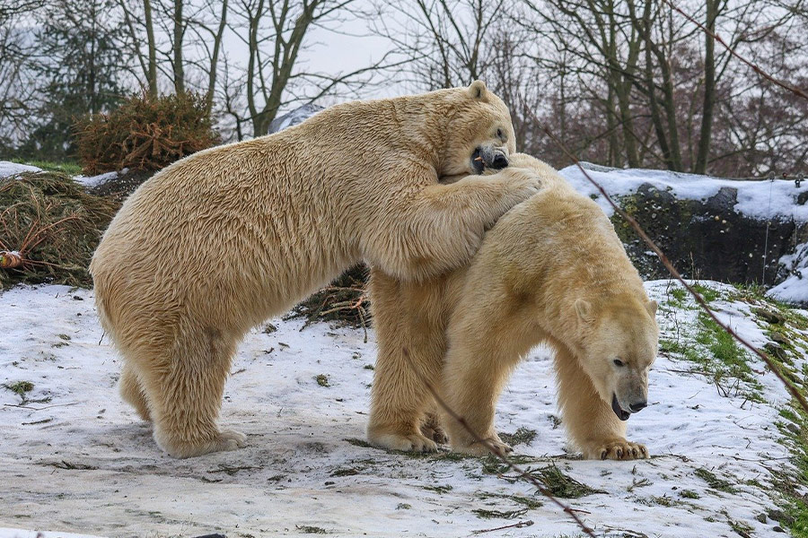 Spielen oder süße Momente mit Eisbären