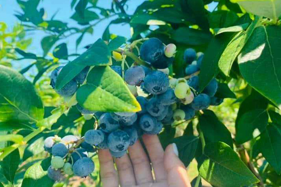 Northland blueberry