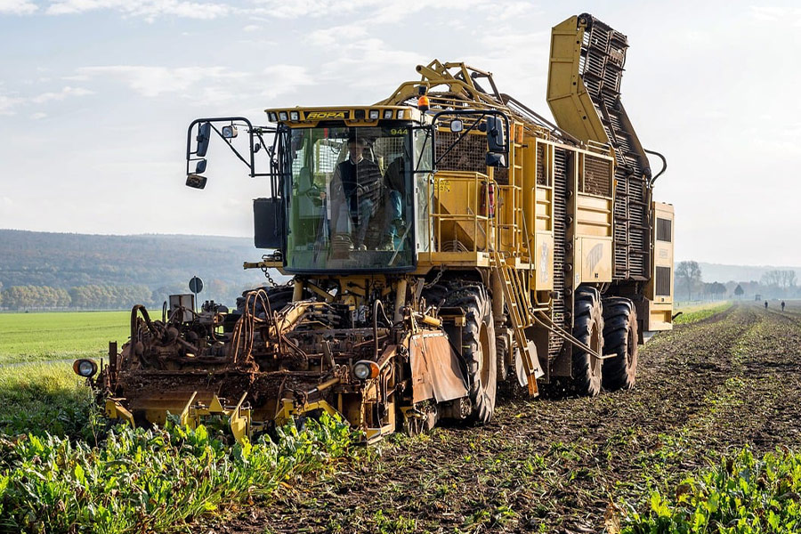 Turnip sugar beet harvesting machine