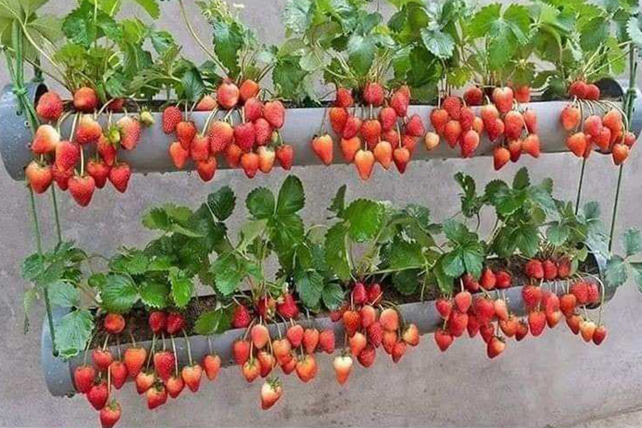 Hanging musk strawberry fruits