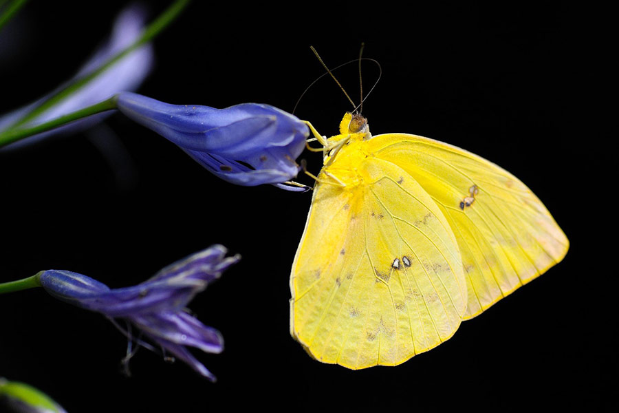 Yellow butterfly 002