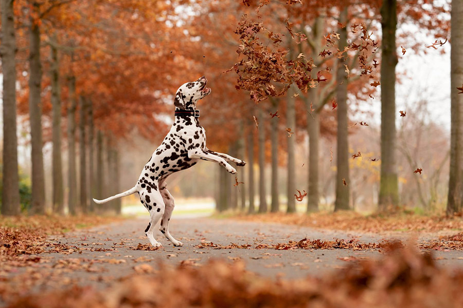 Perro mascota dálmata jugando