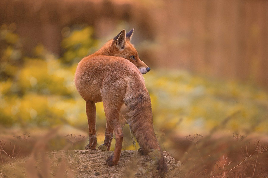 Een vos dier van achteren gezien