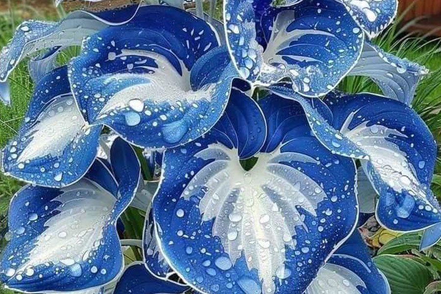 Plante d'intérieur étonnante