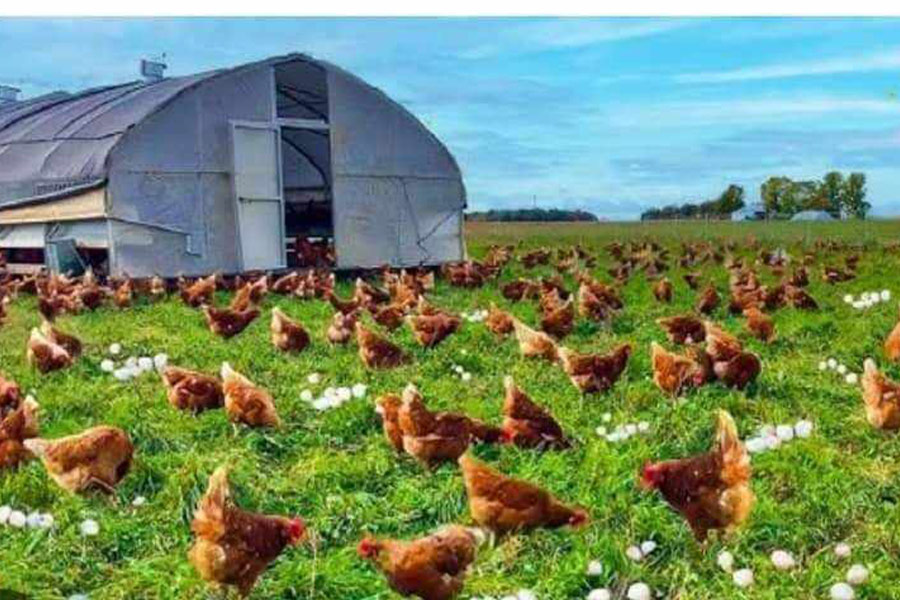 Negocio de cría de pollos en libertad