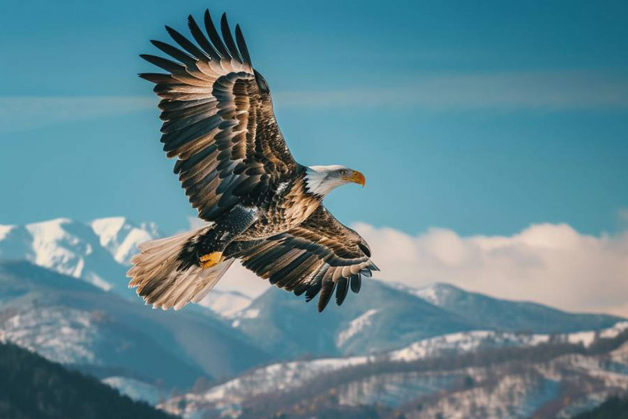 Aquila che vola alta sopra la terra montuosa