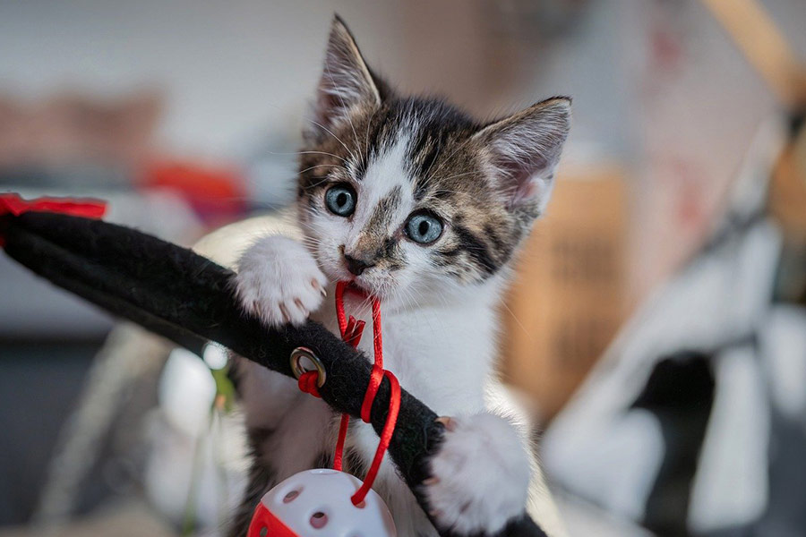Gato europeo de pelo corto