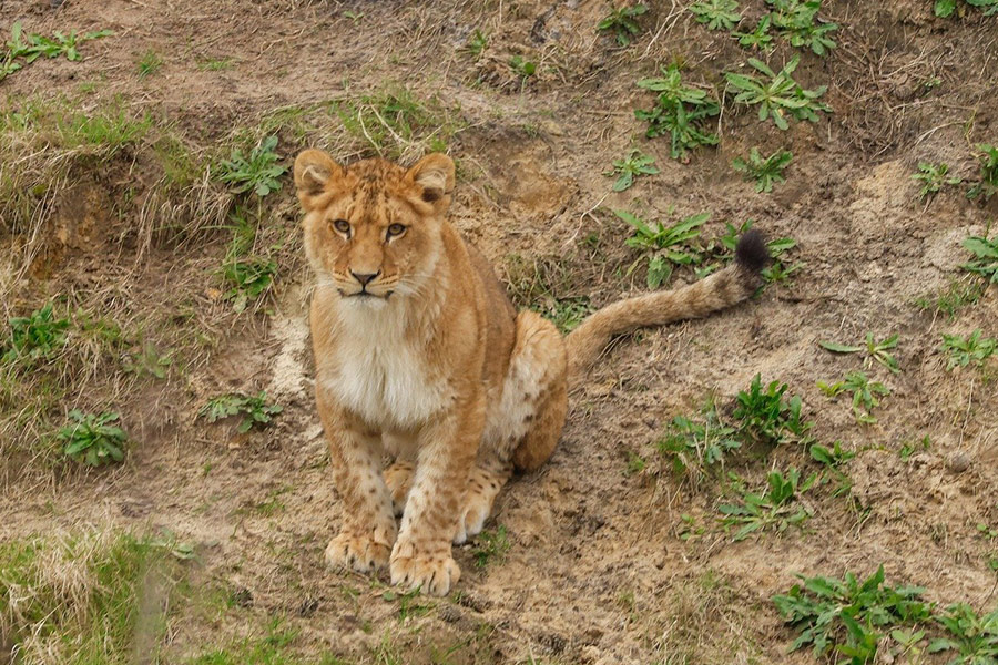 Leeuwin in de natuur