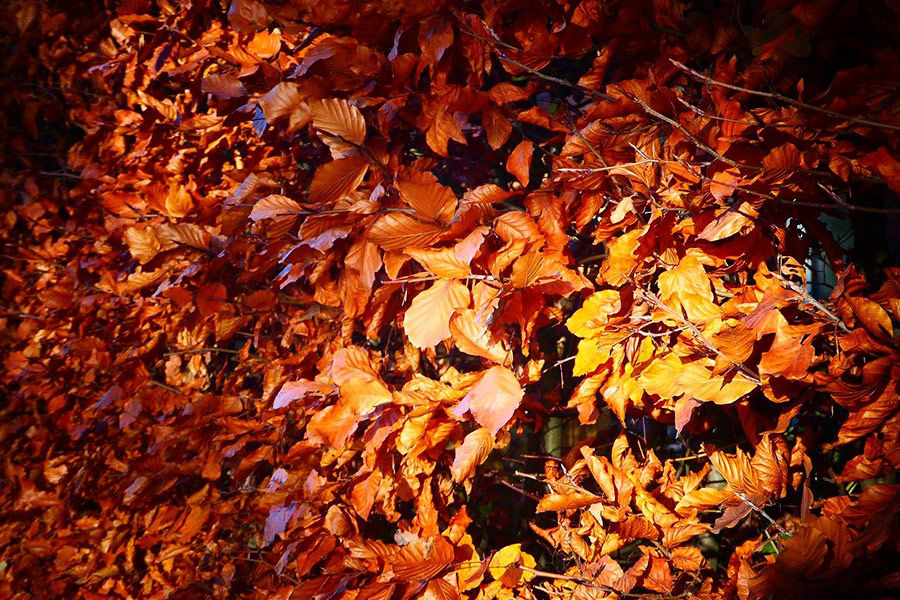 Herbstblätter sieht aus