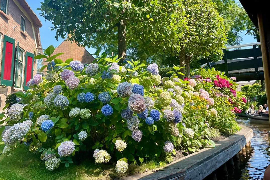 Hortensia hydrangea flowers