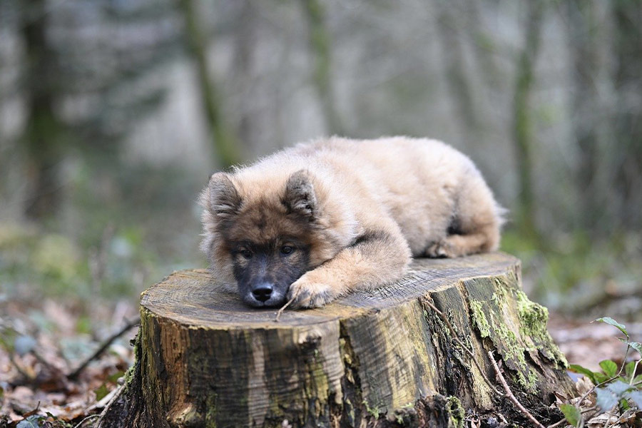 Perro eurasier uyouyou