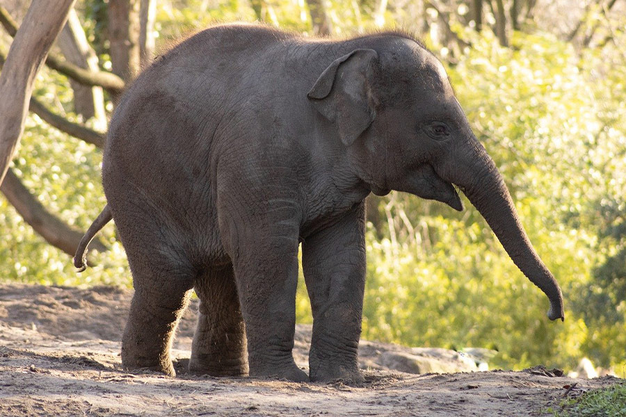 Mirando al bebé elefante feliz