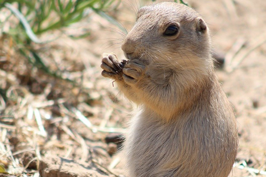 Perrito de la pradera comiendo