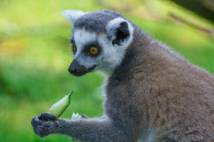 Lémur de cola anillada gris