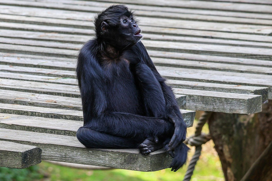 Mono flaco negro sentado